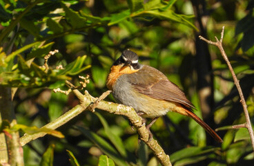  Cape robin-chat isolated in the wilderness in South Africa