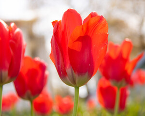 Fototapeta premium red tulips in the garden