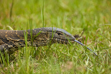 Nile monitor (Varanus niloticus) also called water leguaan Chobe National Park Botswana Africa