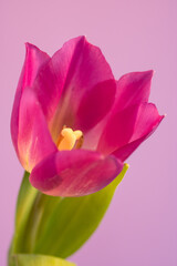 pink tulip flower