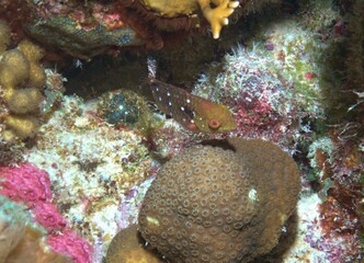 Naklejka na ściany i meble Stoplight Parrotfish (Juvenile) on the Reef