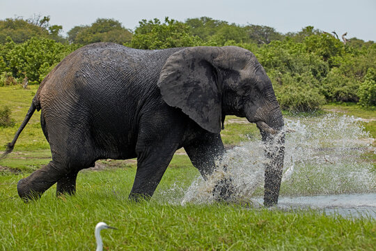 African Elephant (Loxodonta africana) splashing in Chobe River Chobe National Park Botswana Africa