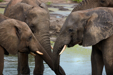 African Elephants (Loxodonta africana) drinking at waterhole Senyati Safari Camp near Kasane Botswana Africa
