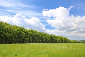 A view to the edge of the green forest with beautiful meadow in front and blue sky above at White Carpathians, Czech republic