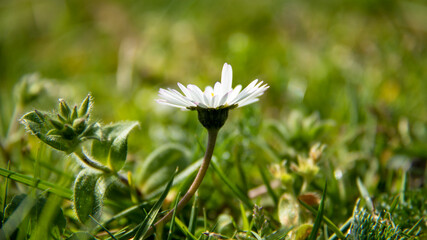 daisies in the grass