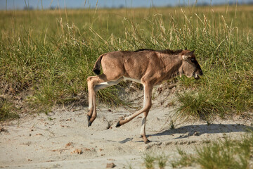 Blue wildebeest calf (Connochaetes taurinus) Nata Bird Sanctuary Botswana Africa