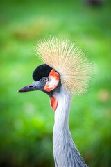 Grey crowned crane. Africa Kenya
