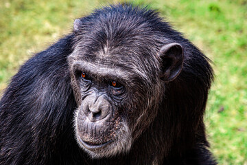 A chimpanzee with beautiful brown eyes.
