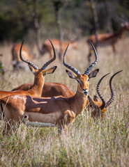 Naklejka na ściany i meble Buck impala vocalizing on the Masai Mara Kenya.
