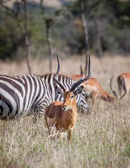 Buck impala on the Masai Mara Kenya