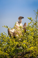 Ruppell's griffon roosting in a tree on the Masai Mara Kenya.