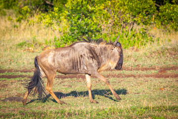 Fototapeta premium A trotting wildebeest. Kenya.