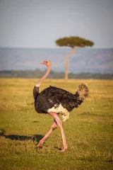Fotobehang An ostrich displays for other birds. Kenya. © Danita Delimont