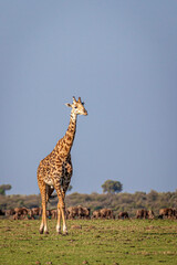 Maasai giraffe stands so tall among a background of wildebeest.