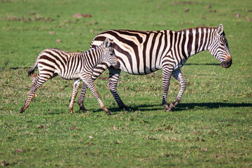 Fototapeta na wymiar Plains zebra mare and colt walking across the Masai Mara. Kenya.