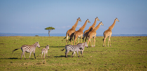 Maasai giraffe wander across the Masai Mara plain. Kenya.
