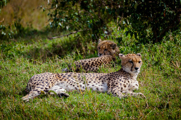 A cheetah and cub resting on the Masai Mara. Kenya.