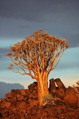Kokerboom or Quiver Tree (Aloe dichotoma) in late afternoon light Mesosaurus Fossil Camp near...