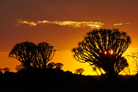 Kokerboom or Quiver Trees (Aloe dichotoma) at sunset Mesosaurus Fossil Camp near Keetmanshoop Namibia Africa