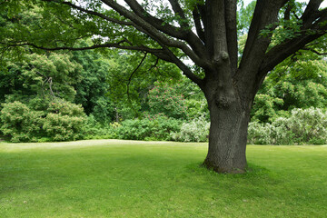 Fototapeta na wymiar Lush green lawn under a large tree. A place to rest. Nature and greenery around. The tree provides shelter from the sun. Shelter under the branches of a spreading oak tree