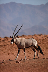 Gemsbok (oryx gazella) NamibRand Nature Reserve Southern Namibia Africa