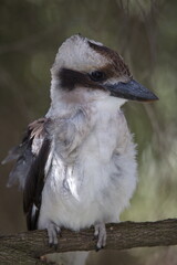 Extreme close-up portrait of laughing Kookaburra (Dacelo novaeguineae) looking at camera Western Australia.