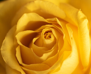 Fototapeta na wymiar yellow rose closeup