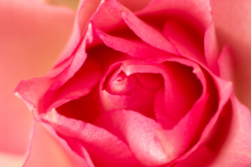 pink rose closeup