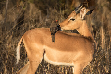 South Africa. Red-billed oxpecker bird on impala's back.