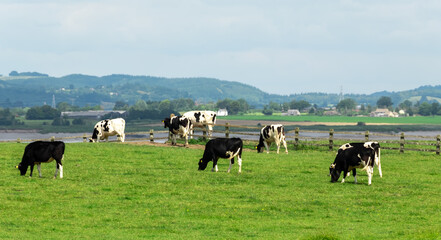 A herd of cattle grazing on lush green grass in a meadow in the Gloucestershire countryside