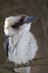 Extreme close-up portrait of laughing Kookaburra (Dacelo novaeguineae) head looking up Western Australia.