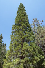 Incense Cedar Fir in a California Mountain Habitat