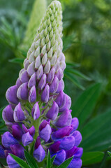Beautiful Lupins Blooming in the Garden