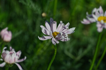 Obraz premium Pink Daisies blooming in the Garden