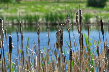 Cattail Reeds in the Sun