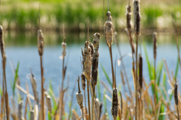 Cattail Reeds in the Sun