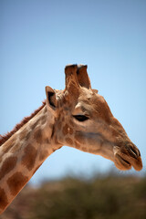 Giraffe (Giraffa camelopardalis angolensis) Kgalagadi Transfrontier Park South Africa