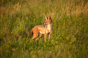 Black-backed jackal (Canis mesomelas) Kruger National Park South Africa