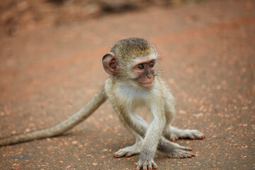 Vervet Monkey infant (Chlorocebus pygerythrus) Kruger National Park South Africa