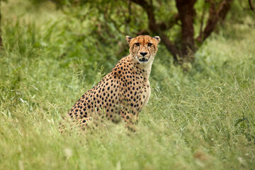 Fototapeta na wymiar Cheetah (Acinonyx jubatus ) Kruger National Park South Africa