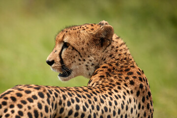 Cheetah (Acinonyx jubatus ) Kruger National Park South Africa