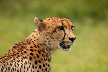 Naklejka na ściany i meble Cheetah (Acinonyx jubatus ) Kruger National Park South Africa