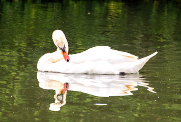 A wild lone mute swan swimming along the Gloucester Canal on a bright and sunny day with reflection