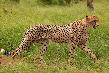 Cheetah (Acinonyx jubatus ) Kruger National Park South Africa