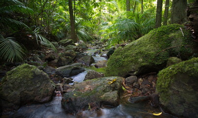 Slow motion timelapse of small river running through Daintree Rain Forest, Australia