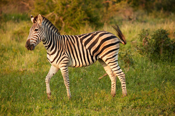 Burchell's zebra (Equus quagga burchellii) Kruger National Park South Africa
