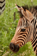 Fototapeta na wymiar Burchell's zebra foal (Equus quagga burchellii) Kruger National Park South Africa