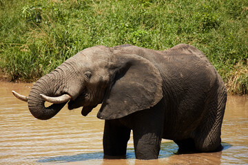 Elephant (Loxodonta africana) drinking at Berg-en-Dal waterhole Kruger National Park South Africa