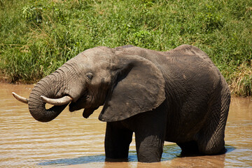 Fototapeta premium Elephant (Loxodonta africana) drinking at Berg-en-Dal waterhole Kruger National Park South Africa
