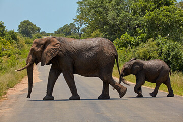 Naklejka na ściany i meble Elephant and calf (Loxodonta africana) crossing road Kruger National Park South Africa